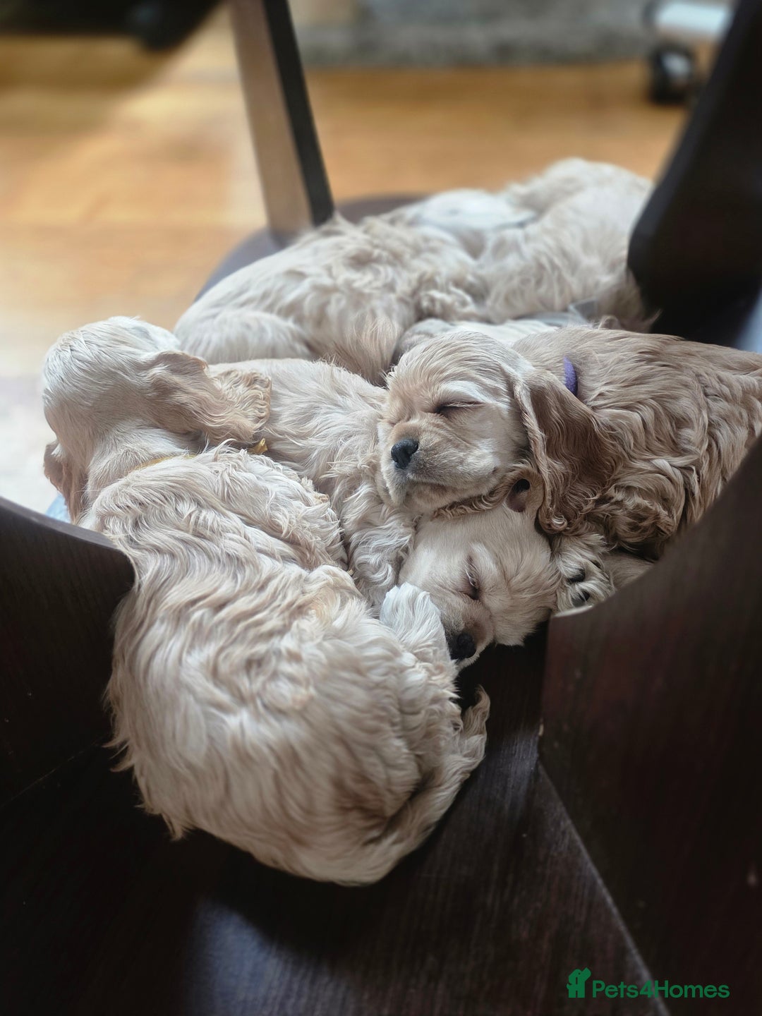 American Cocker Spaniel dogs for sale: Stunning Anerican Cocker spaniels girl - Advert 18