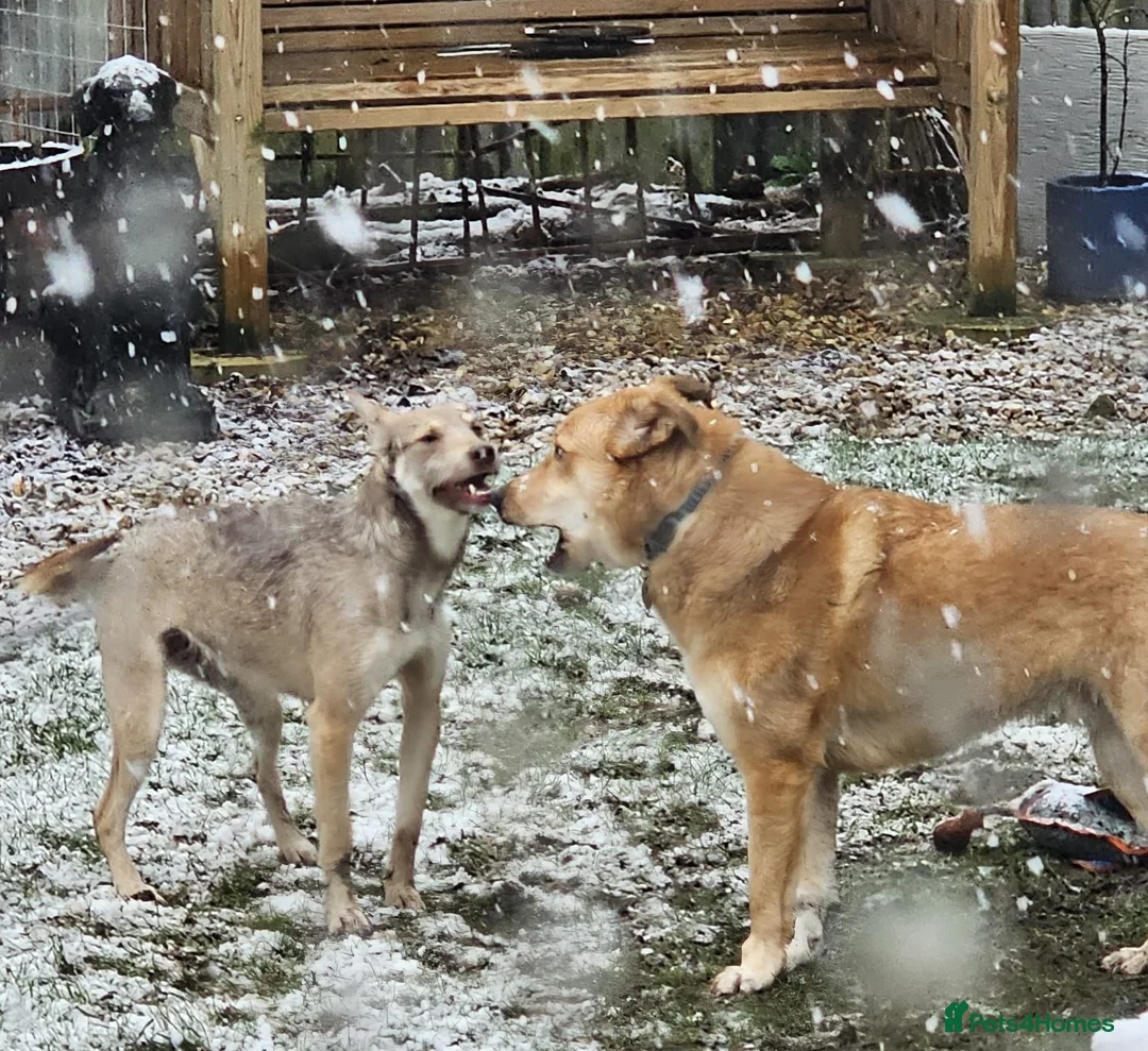 Mixed Breed dogs for adoption: 🌿Lovely GRACE – for a Confident & Loving Home🌿 - Advert 8