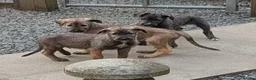 Irish Wolfhound dogs for sale: Irish Wolfhound Puppies  - Advert 25