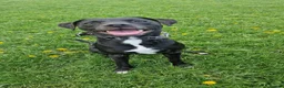 Mixed Breed dogs for sale: Bonnie/Bella  - Advert 2