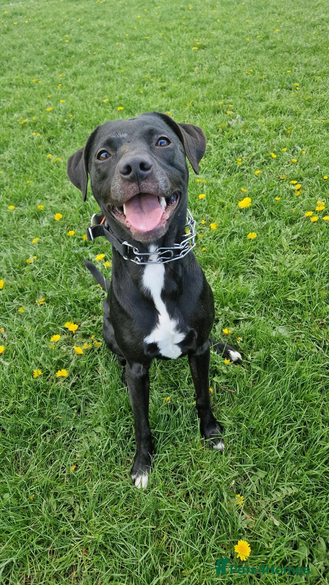 Mixed Breed dogs for sale: Bonnie/Bella  - Advert 2