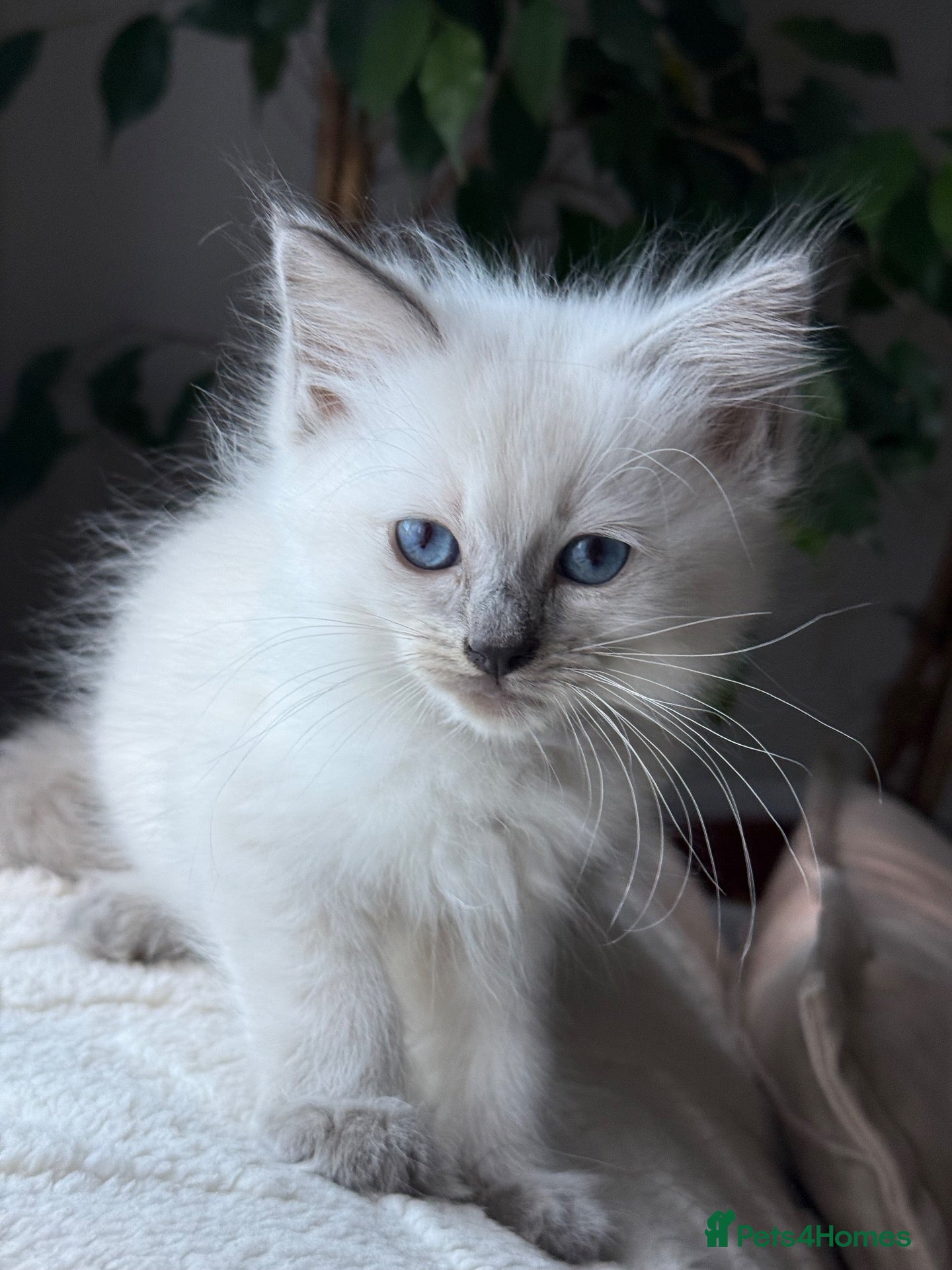 Ragdoll cats 🩵2 boys left🔹 Ready now💙Blue-point🩵 - Advert 6