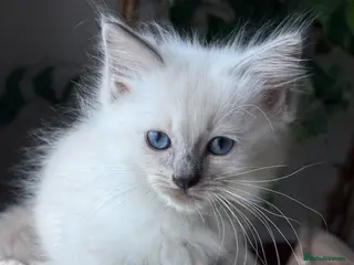 Ragdoll cats 🩵2 boys left🔹 Ready now💙Blue-point🩵 - Advert 6