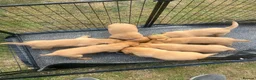 Labrador Retriever dogs for sale: ONE BOY LEFT - READY TO LEAVE NOW.  - Advert 3