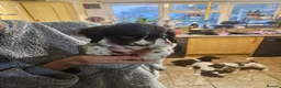 Sprocker dogs for sale: 7 stunning sprocker pups LAST 3 BOYS - Advert 35