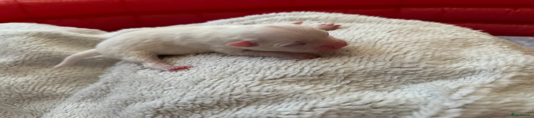 White Female