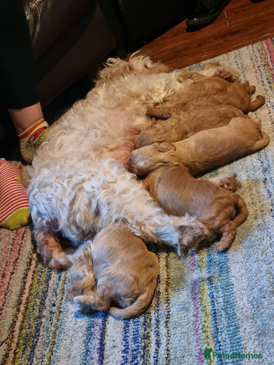 Cockapoo dogs for sale: Beautiful red girls - Image 8