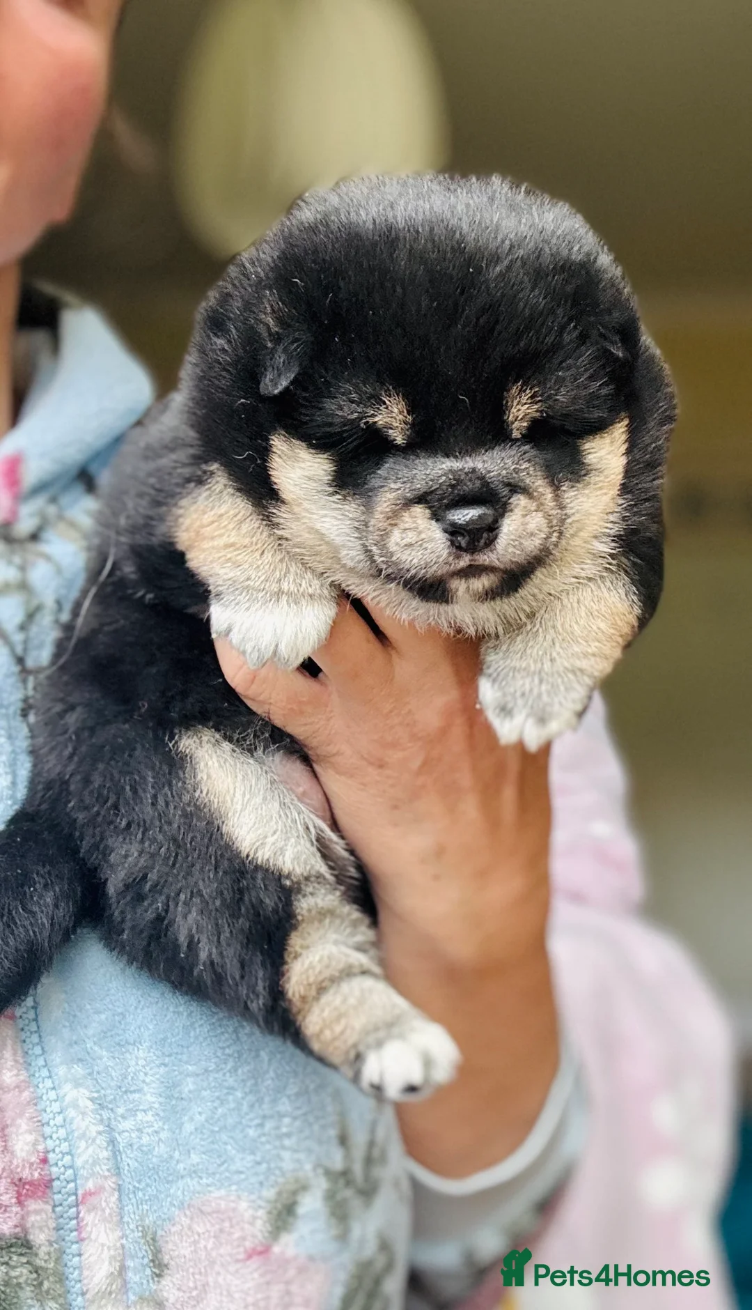 Japanese Shiba Inu dogs for sale: 10 weeks old KC Black/Tan Boy 💖 - Advert 17