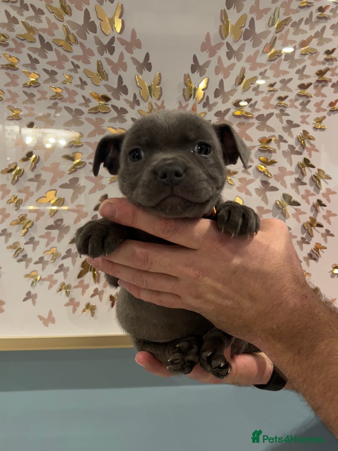 Staffordshire Bull Terrier dogs for sale: Adorable BLUE KC Pups *BULLSCAFF BLOODLINE* - Advert 14