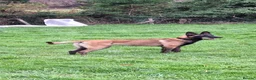 Belgian Shepherd Dog dogs for sale: Belgian malinios cross dutch shepherd - Advert 3