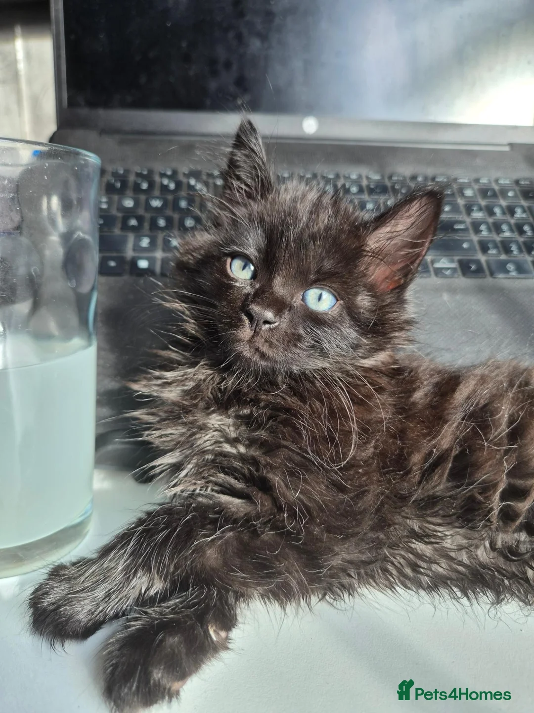 Mixed Breed cats for sale: Blue Eyed Long haired girl  in Bromley - Advert 4