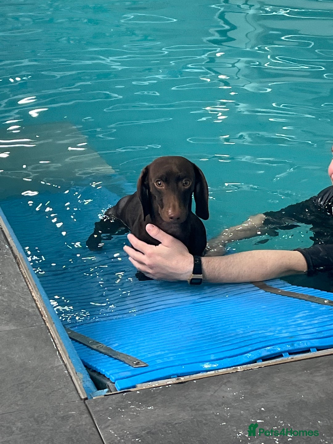 Miniature Dachshund dogs for stud: Miniature dachshund stud  - Advert 3