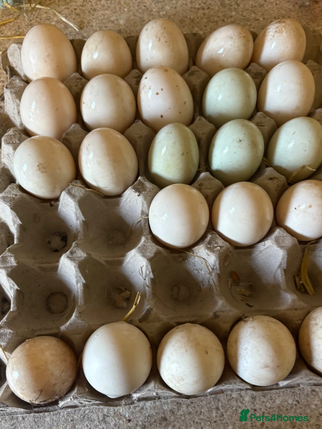Ducks poultry for sale: Fertile runner duck eggs available  - Advert 2
