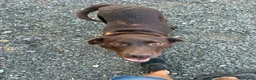 Labrador Retriever dogs for sale: Loving loyal Labrador  - Advert 4