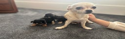 Chihuahua dogs for sale: Beautiful chihuahua 1 boy & 1 Girl  - Advert 1