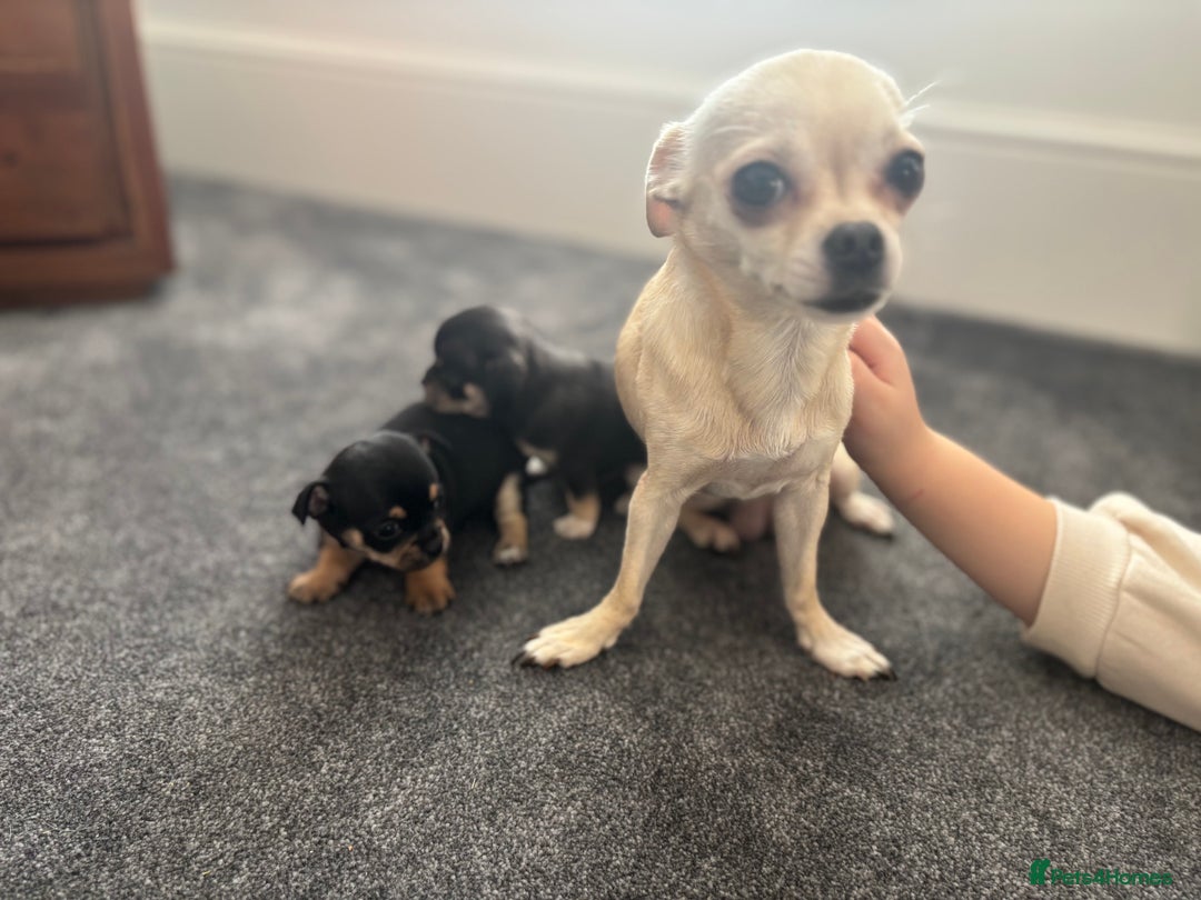 Chihuahua dogs for sale: Beautiful chihuahua 1 boy & 1 Girl  - Advert 1