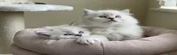 Ragdoll cats for sale: Fluffy Ragdoll Kittens, - Advert 9