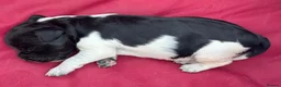 Brittany Spaniel dogs for sale: Brittany Puppies (HPR) in Tadley - Advert 6