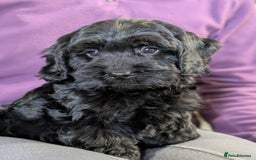 Cockapoo dogs for sale: Ready now! F1 cockapoo pups, health tested parents - Image 9