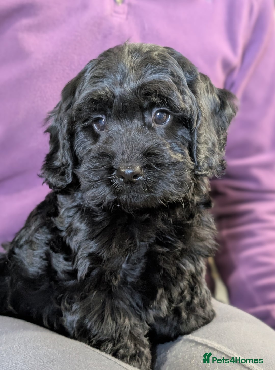 Cockapoo dogs for sale: Ready now! F1 cockapoo pups, health tested parents - Image 9