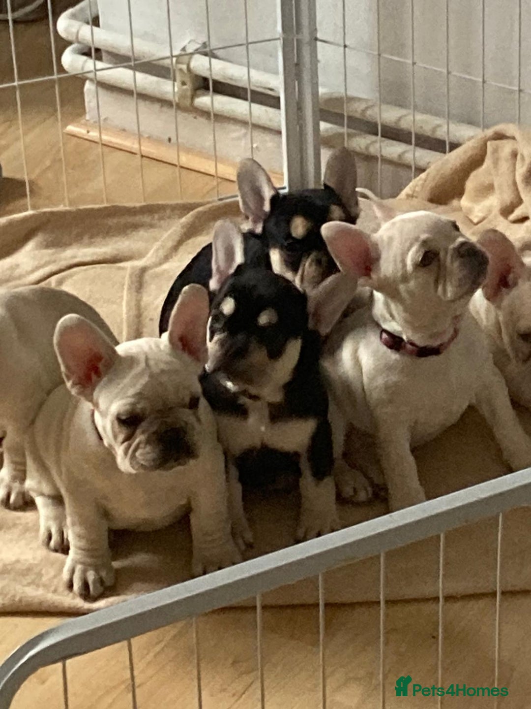 French Bulldog dogs for sale: 5 beautiful French bulldog puppies  - Advert 1