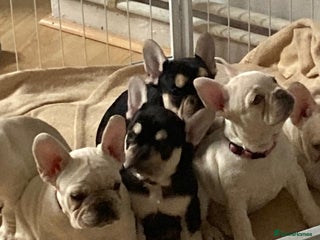 French Bulldog dogs 5 beautiful French bulldog puppies - Advert 1