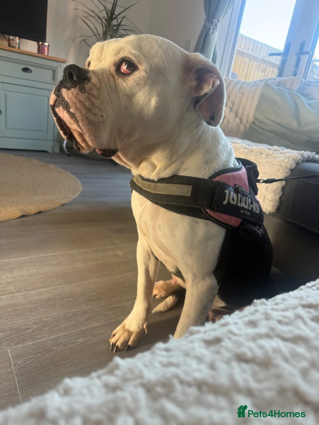 Dorset Olde Tyme Bulldogge dogs for sale: Rehome. Dorset old Tyne bulldog in Christchurch - Advert 6