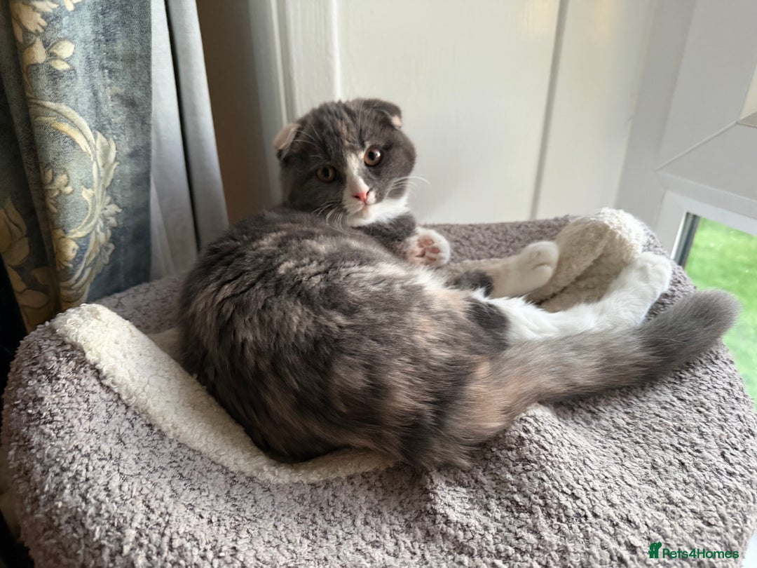 Mixed Breed cats for sale: Fold x Maine coon girls - Advert 6