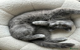 British Shorthair cats for sale: British Short Hair  - Image 5