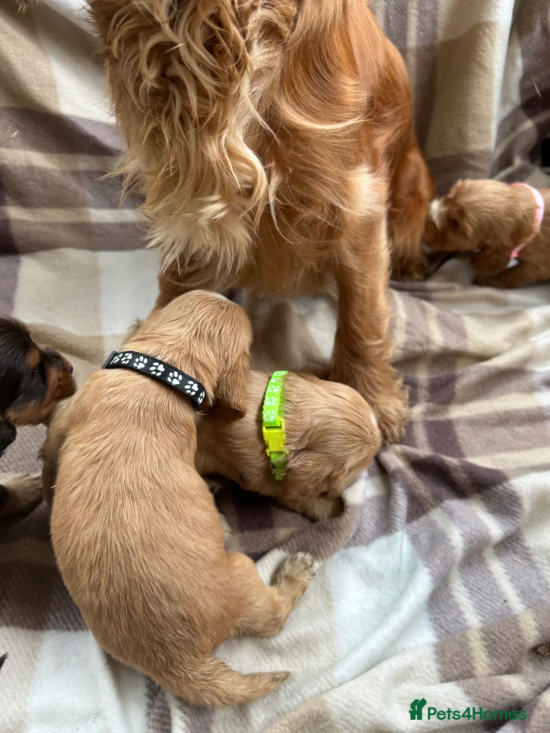 Cocker Spaniel dogs for sale: Kc registered cocker spaniel puppies (show Line)  - Advert 19