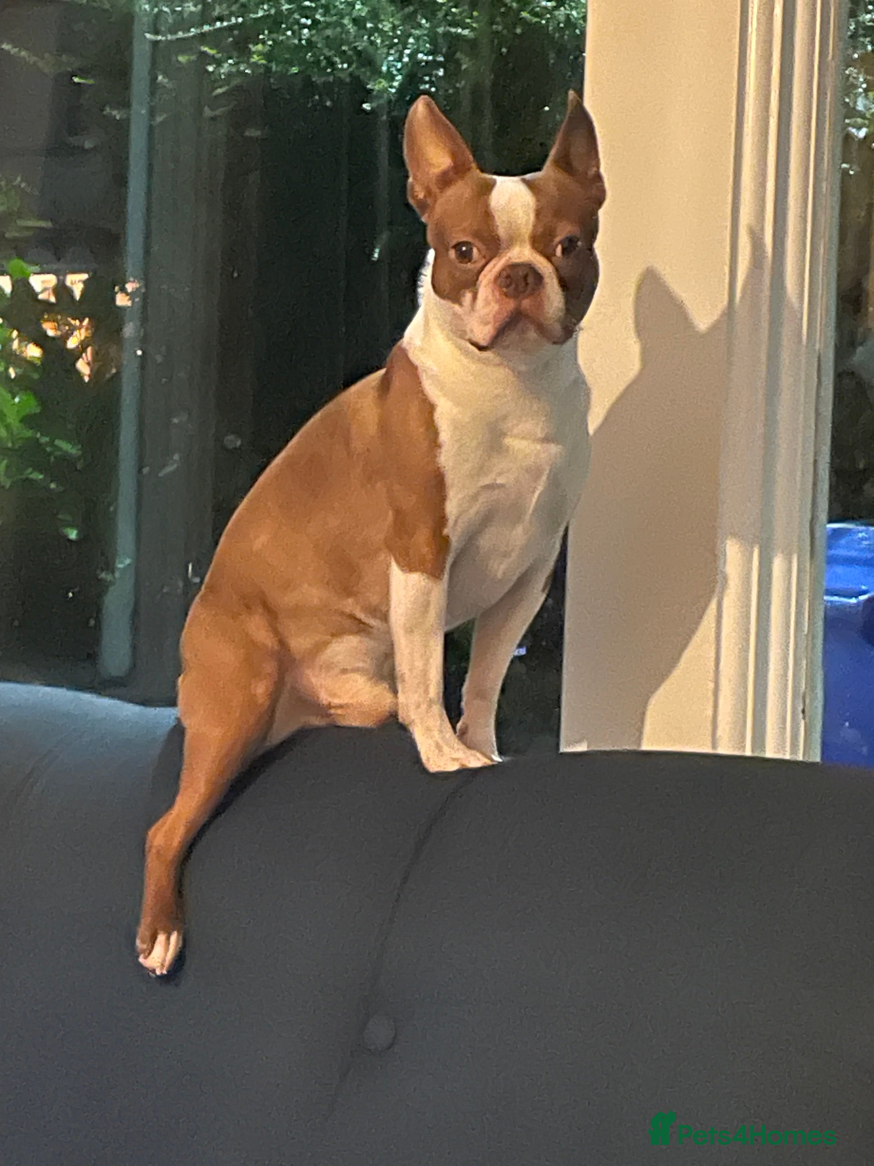 Boston Terrier dogs For Sale Boston Terrier 6yrs old  in Sheffield - Advert 1