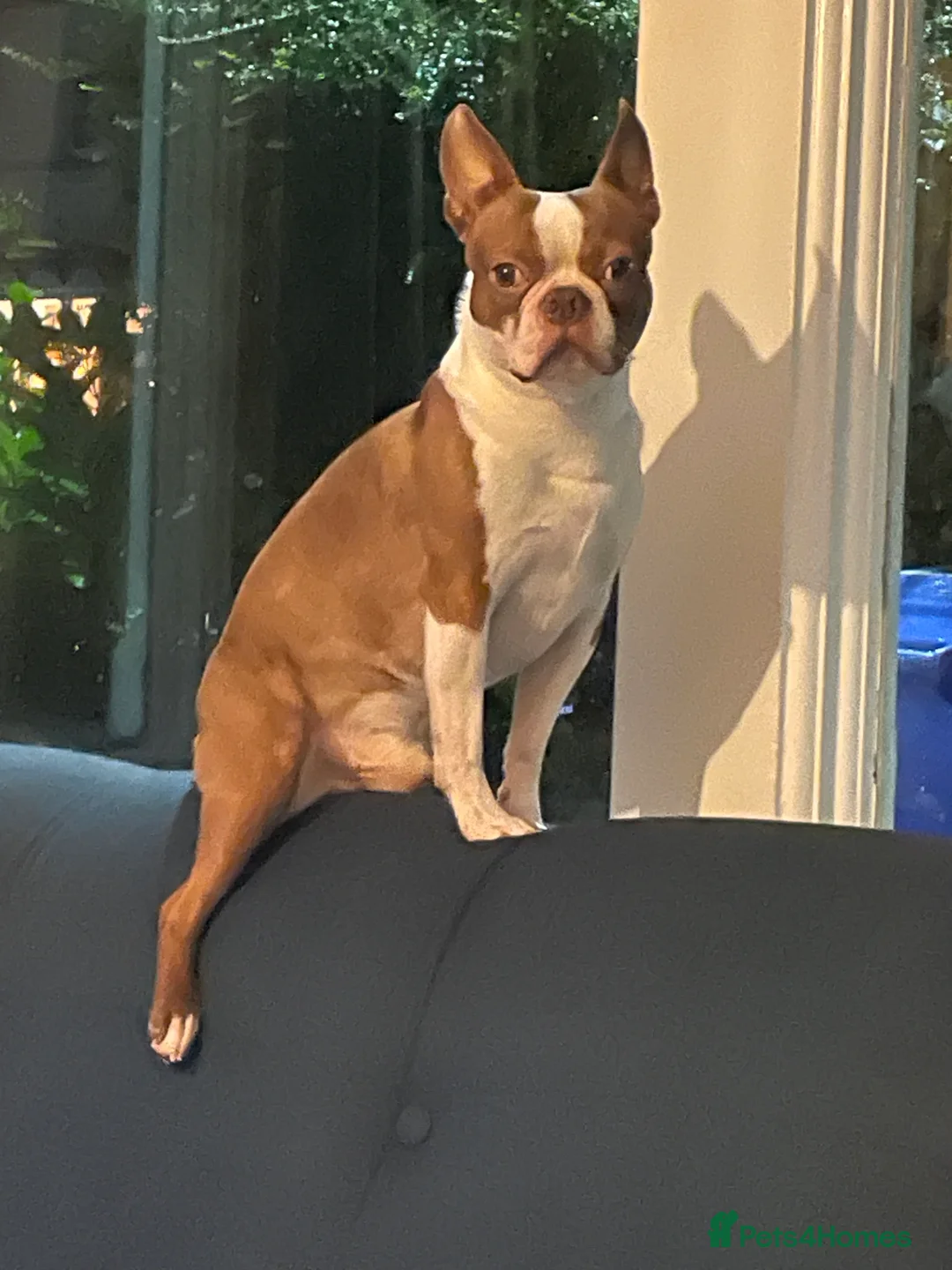 Boston Terrier dogs for sale: For Sale Boston Terrier 6yrs old  in Sheffield - Advert 1