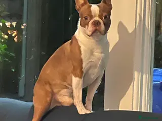 Boston Terrier dogs For Sale Boston Terrier 6yrs old in Sheffield - Advert 6
