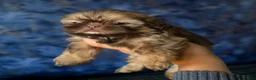 Shih Tzu dogs for sale: Chocolate Shih Tzu Puppies - Advert 4