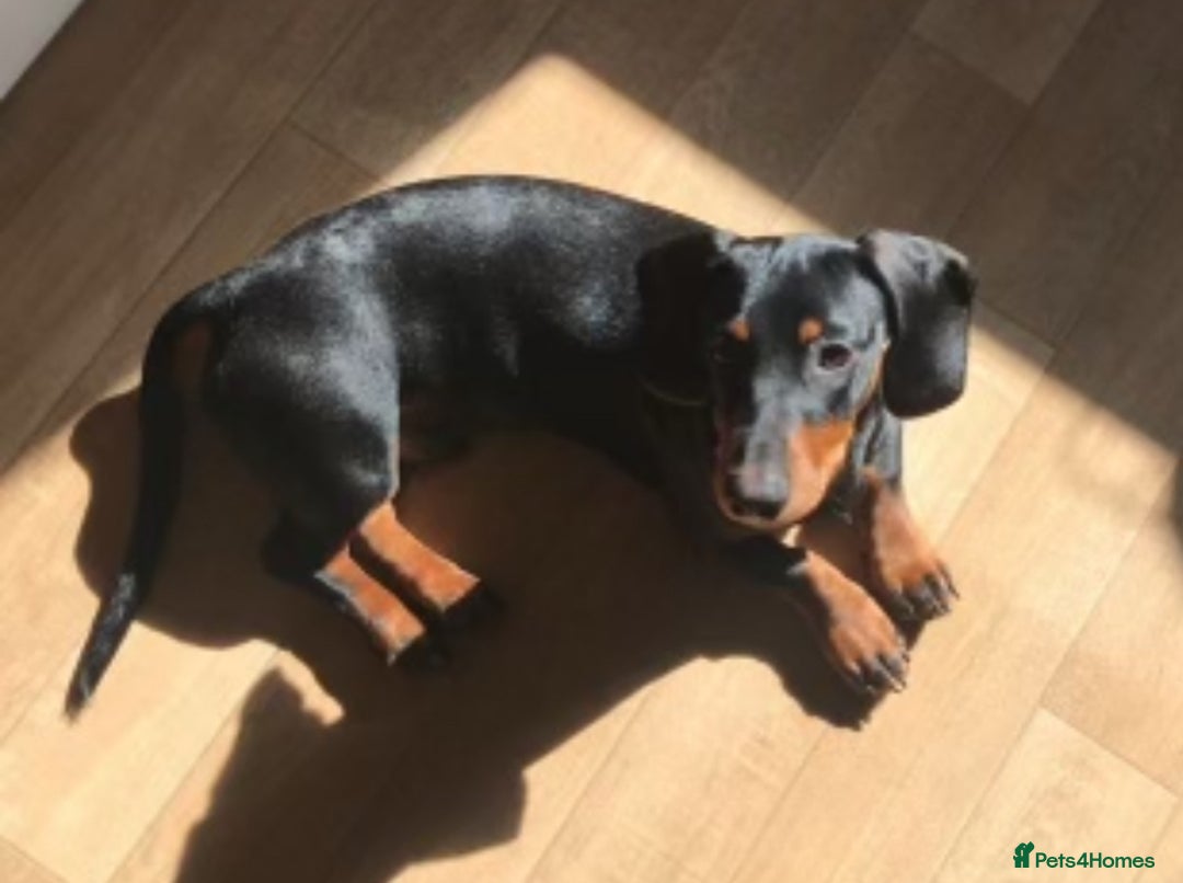 Mixed Breed dogs for sale: Doxiepoo Puppies For Sale  - Image 17
