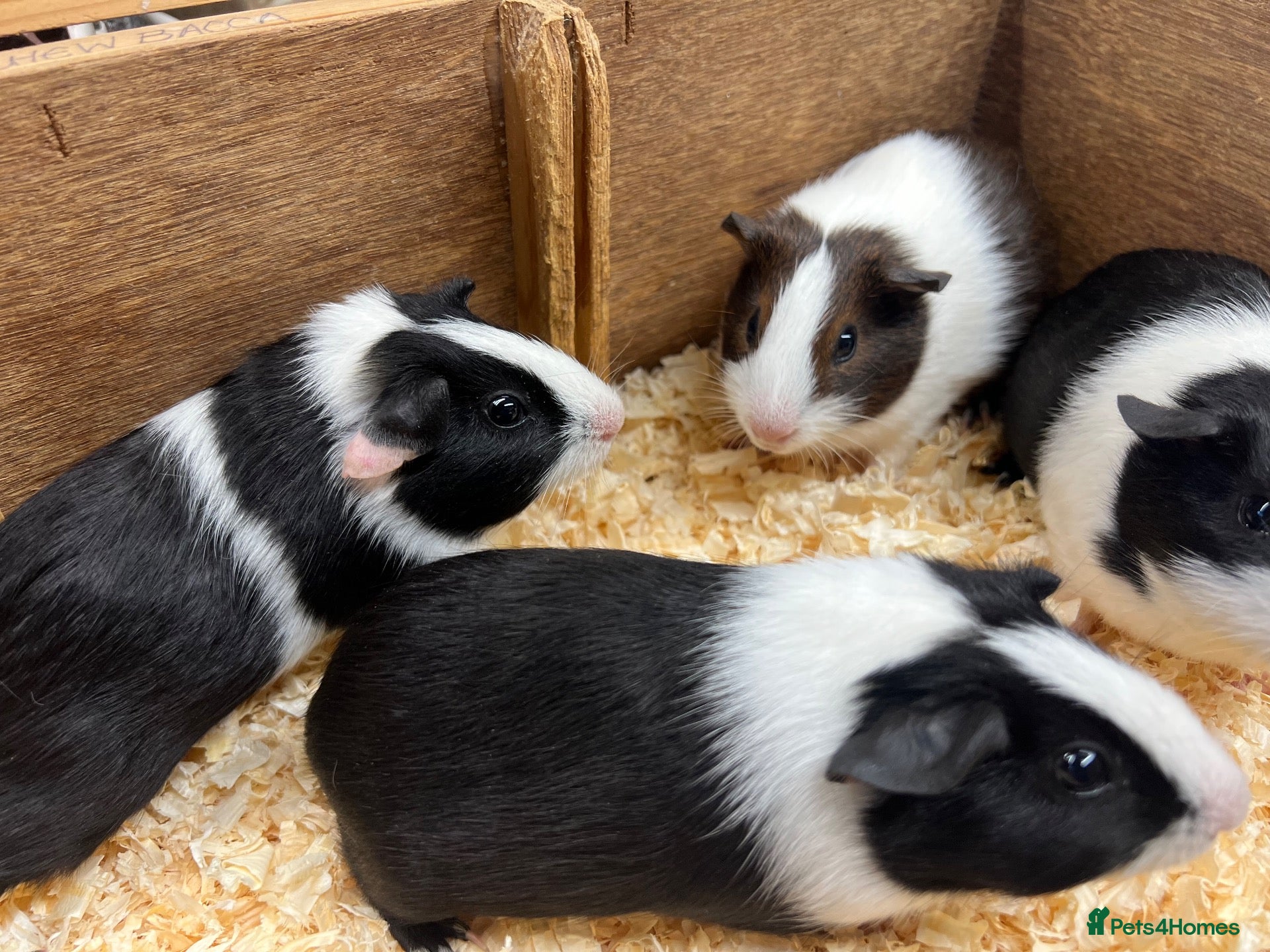 Guinea Pig rodents Dutch male/boar guinea pigs  - Advert 1