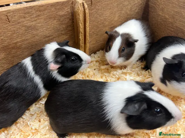 Guinea Pig rodents for sale: Dutch male/boar guinea pigs - Advert 1