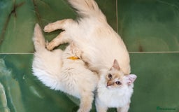 Ragdoll cats for sale: Ready Now GCCF Ragdoll Kittens Irresistibly Cuddly - Image 13