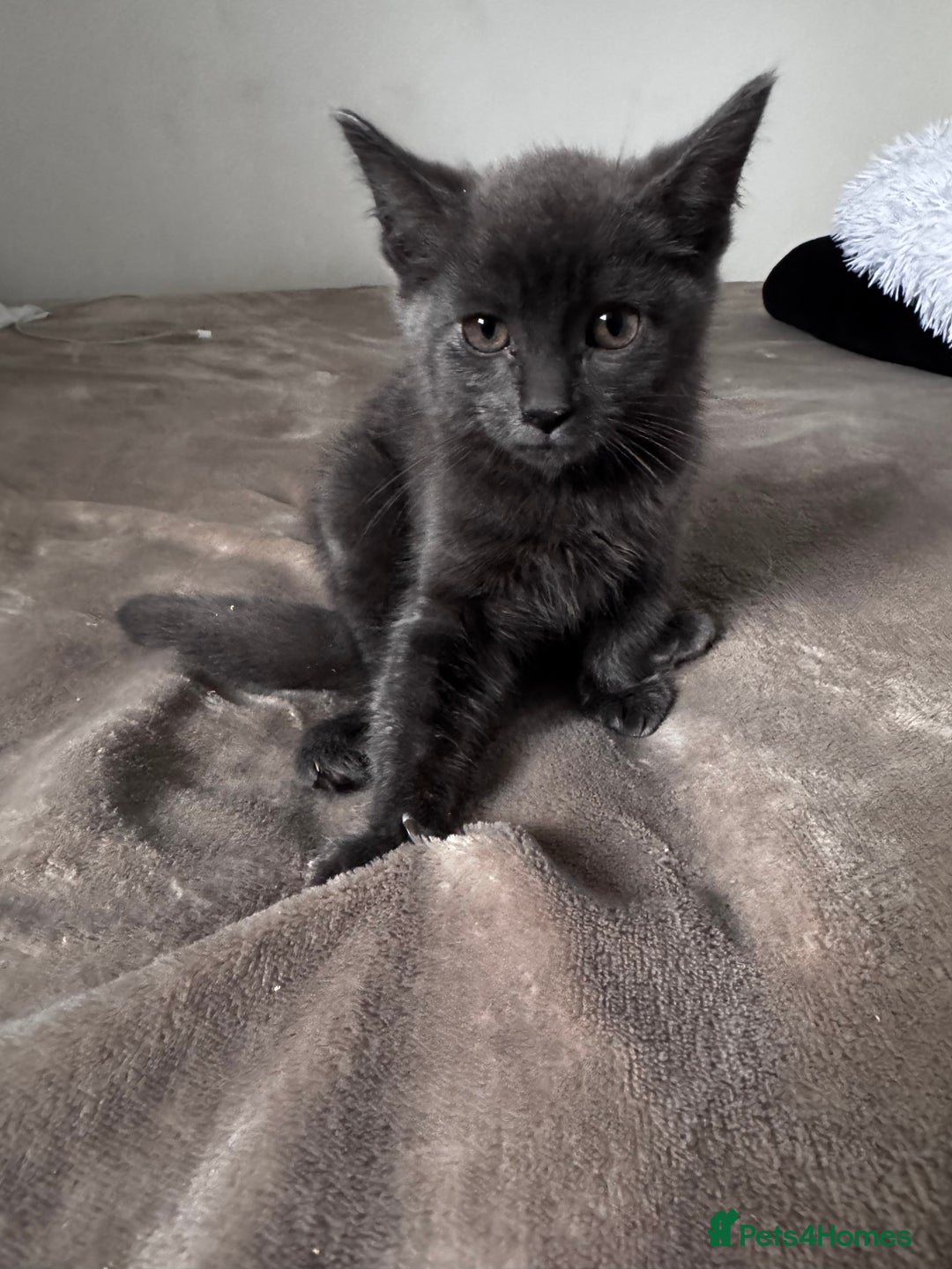 Mixed Breed cats for sale:  4 Kittens British long & short hair mixed breed. - Advert 19