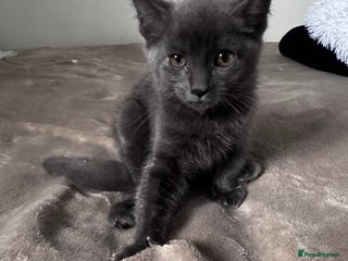 Mixed Breed cats 4 Kittens British long & short hair mixed breed. - Advert 2