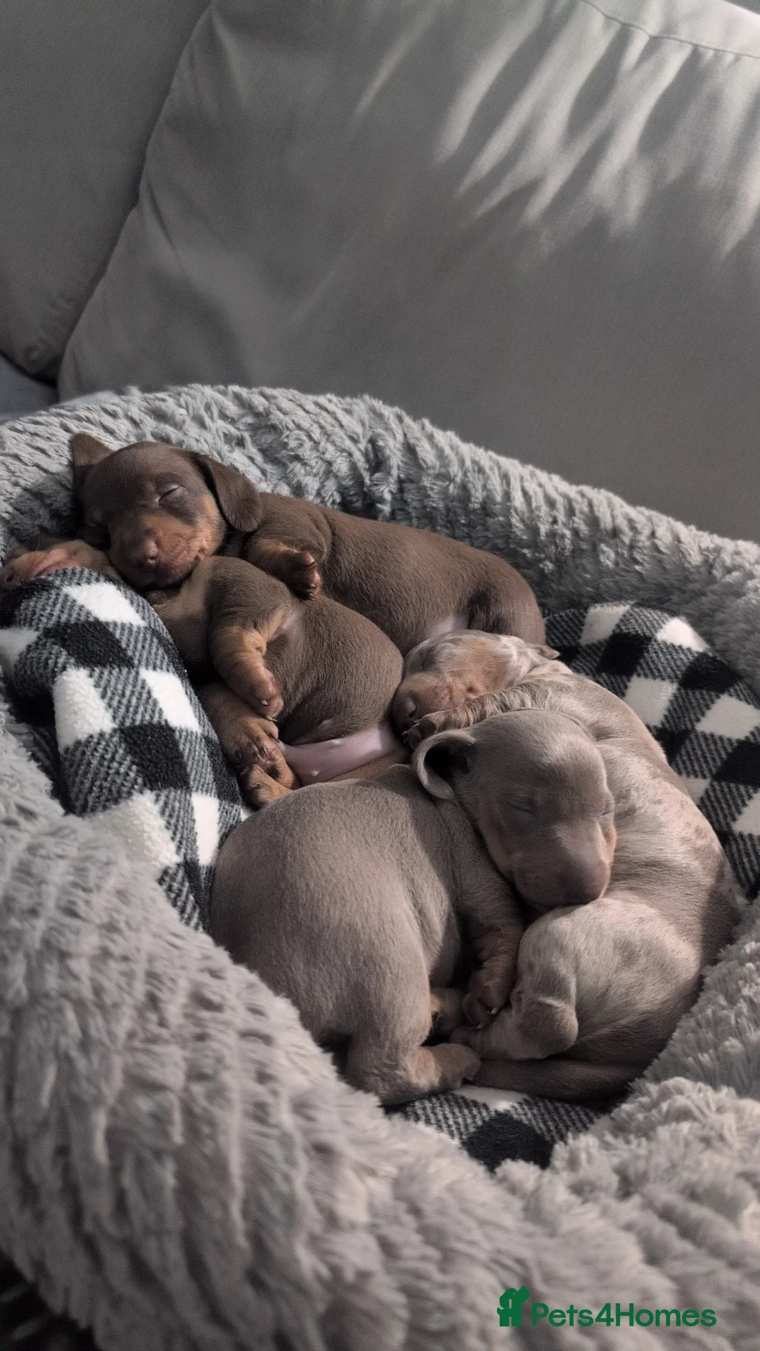 Dachshund dogs for sale: Smooth haired miniature dachshunds  in Burntwood - Advert 2