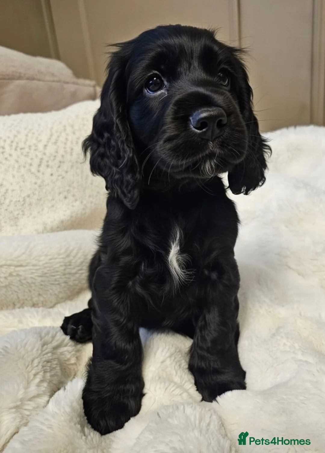 Cocker Spaniel dogs for sale: Gorgeous show cocker spaniel  - Advert 3