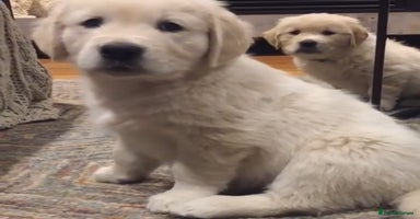 Golden Retriever dogs - Advert 15