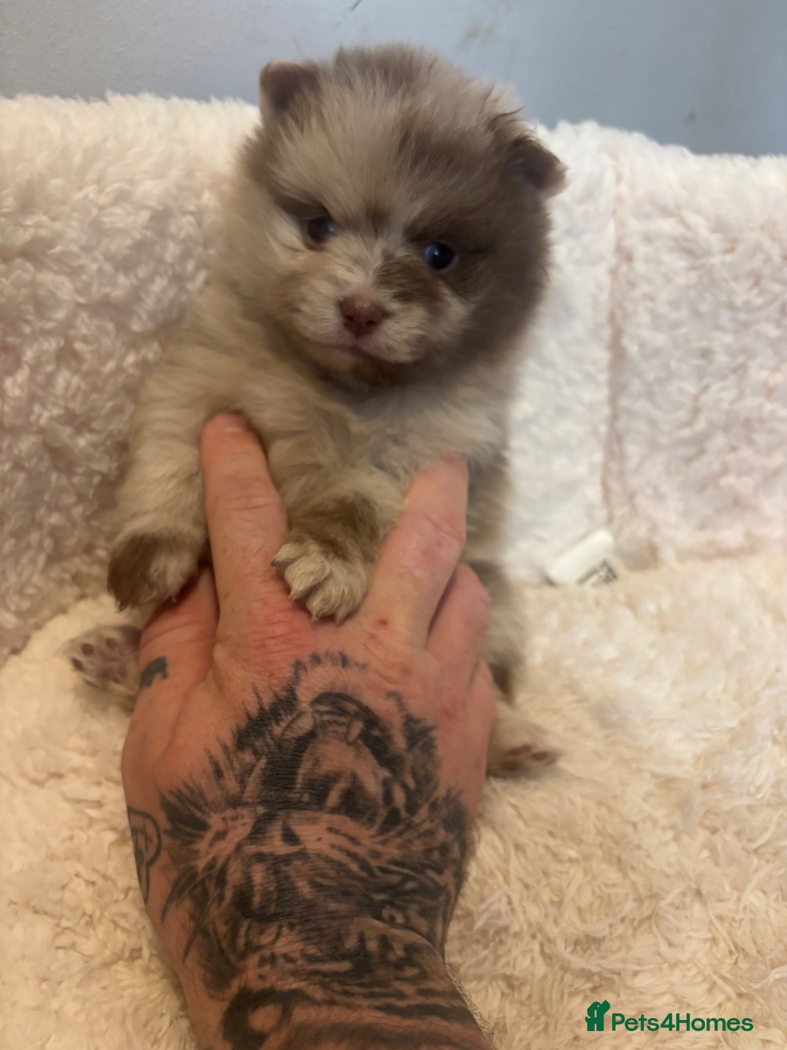 Pomeranian dogs Puppy’s ready in 3 weeks  - Advert 8