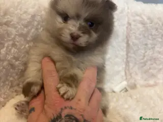 Pomeranian dogs Puppy’s ready in 3 weeks - Advert 8