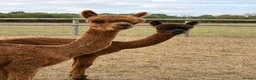 Alpaca livestock for sale: 5 beautiful quality BAS registered alpacas - Advert 7