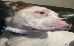 Mixed Breed dogs for sale: Dexter  - Image 4