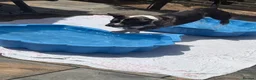 American Bully dogs for sale: Male Merle pocket bully  in Portsmouth - Advert 23