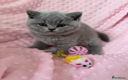 British Shorthair cats for sale: IGRCH Sired GCCF reg British Shorthair Kittens  - Image 7