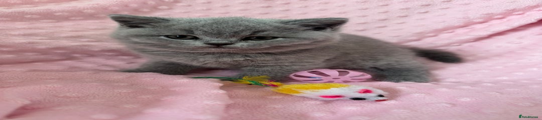 British Shorthair Kitten 5
